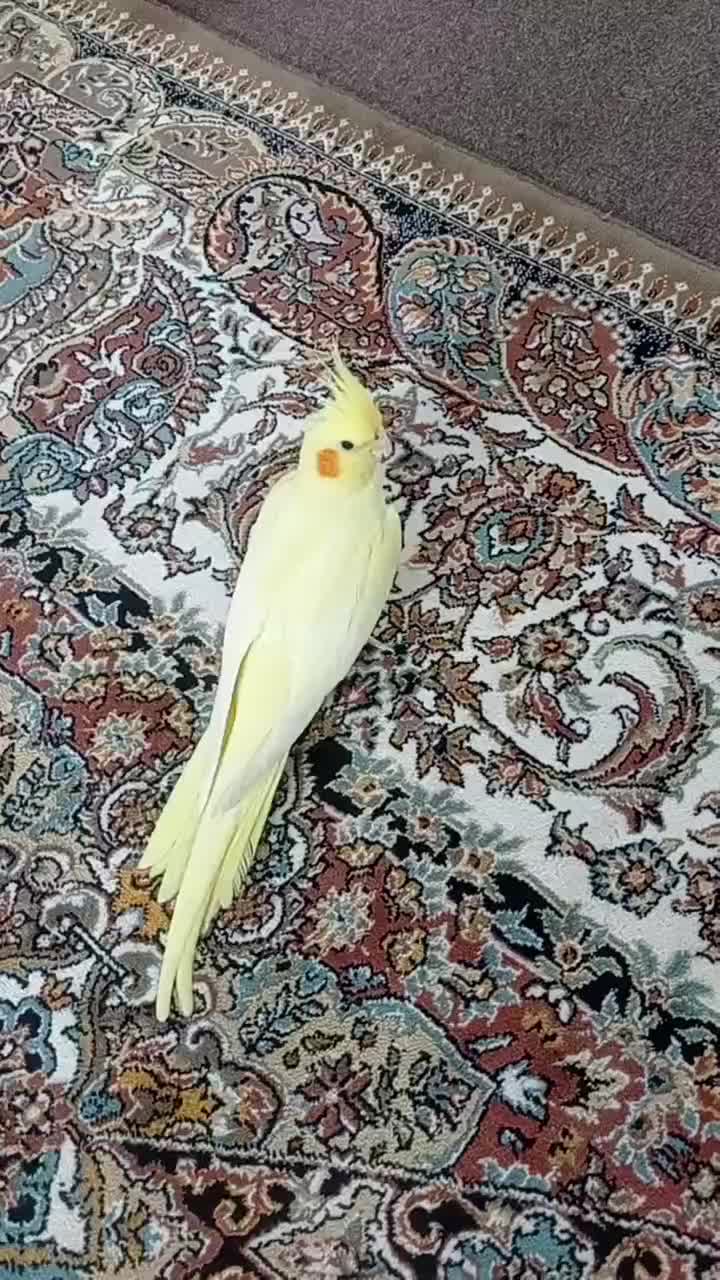 عروس هلندی لوتینو ماده|پرنده|فردوسیه, |دیوار