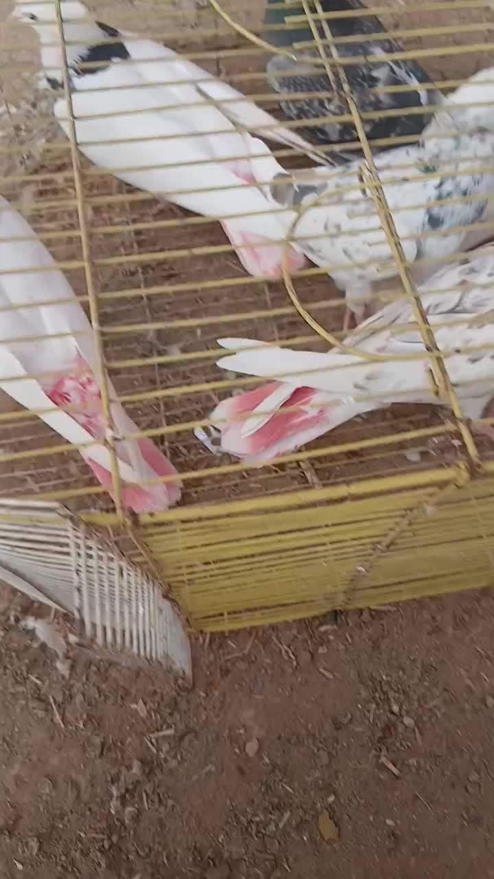 کفترتهرانی سفید|پرنده|شال, |دیوار