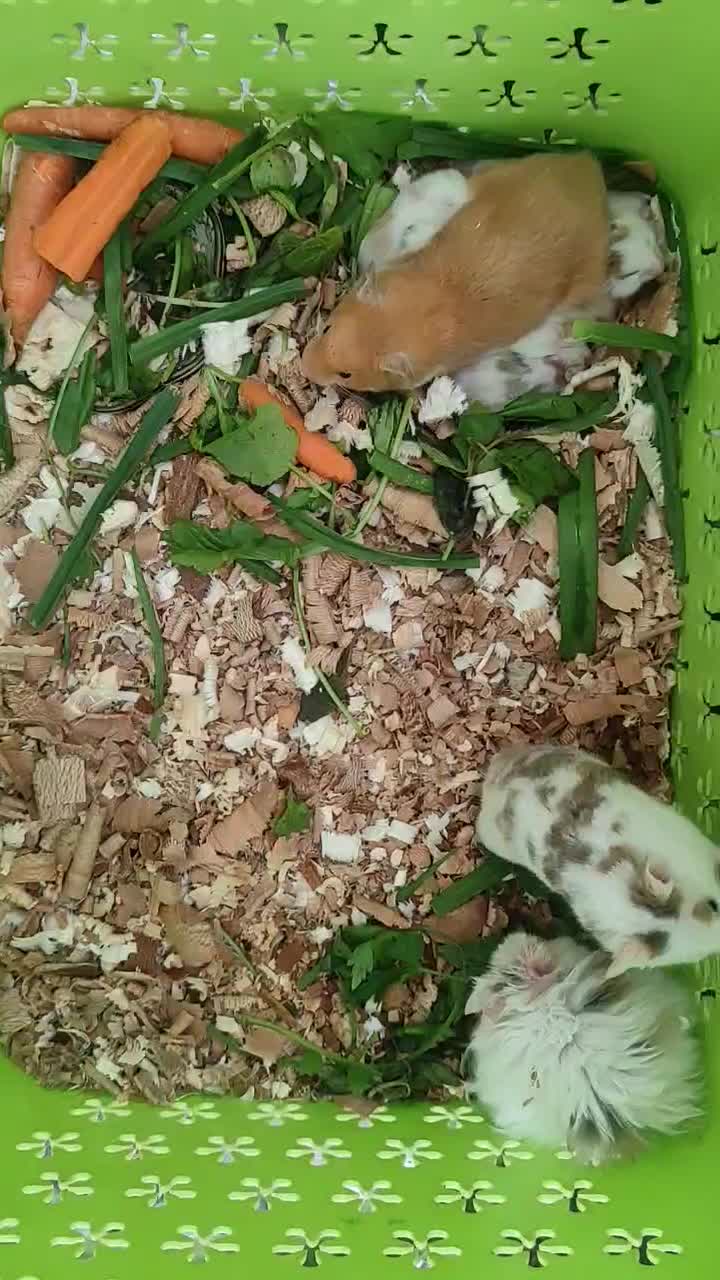 همستر|موش و خرگوش|خمینی‌شهر, |دیوار