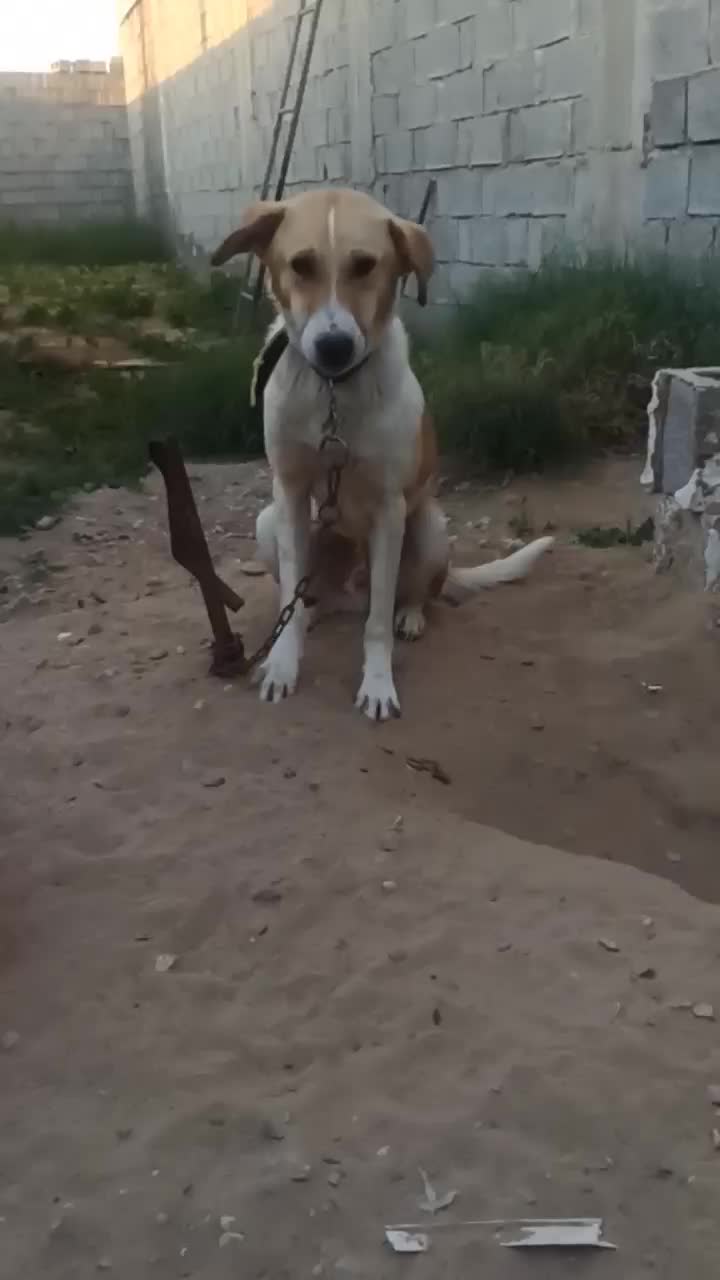 سگ خالی|سگ|سعدآباد, |دیوار