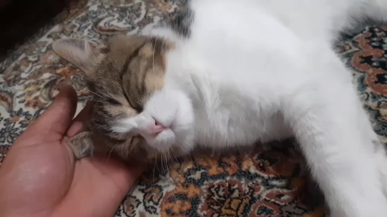 گربه خونگی|گربه|مشکین‌دشت, |دیوار