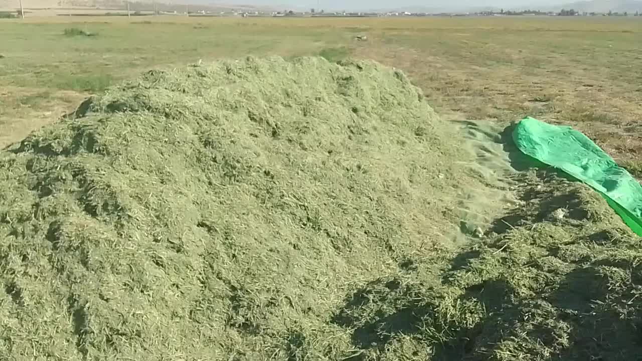 یونجه موجوده کیلو۲۵|خدمات باغبانی و درختکاری|دهدشت, |دیوار