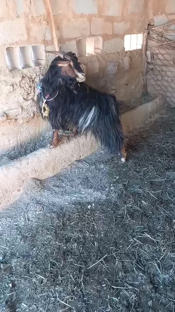 بز ماده|حیوانات مزرعه|اهواز, اسلام آباد شرقی|دیوار