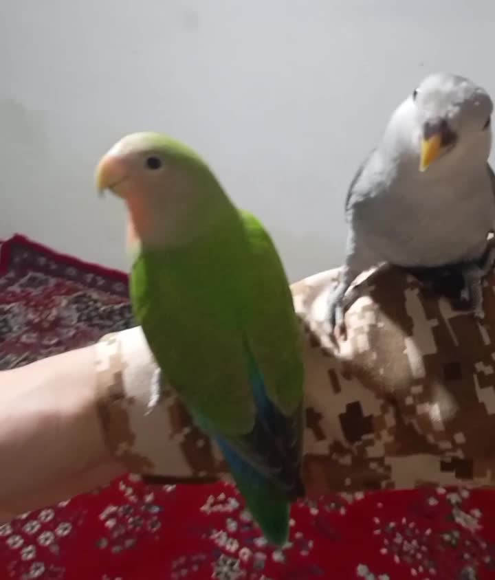 طوطی کوتوله رام بازی گوش|پرنده|سقز, |دیوار