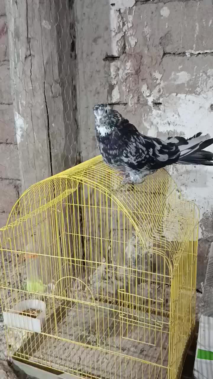 سلام سرور نر فروشی|پرنده|تبریز, |دیوار