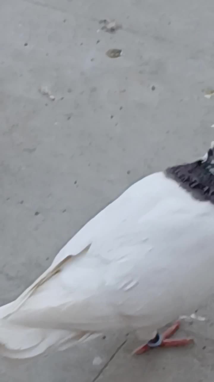 کبوتر طوقی|پرنده|شیراز, کوشک میدان|دیوار