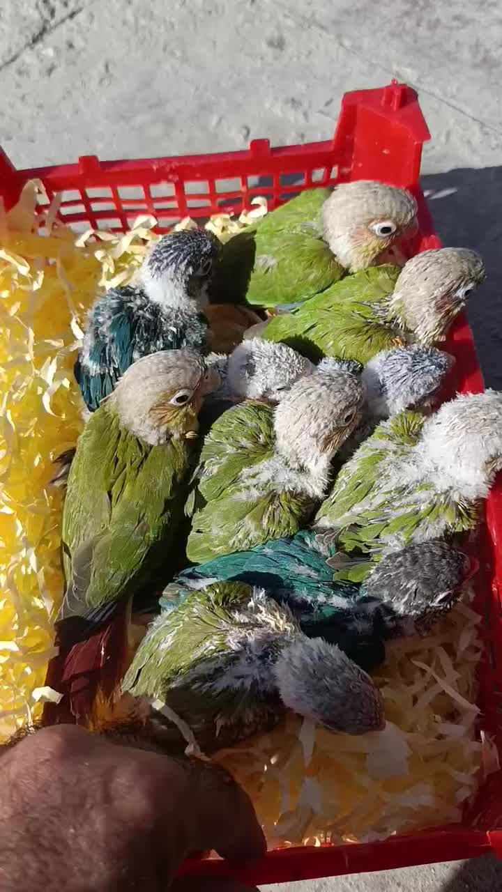 جوجه گرین دبل رد و تراکوییس یلو و خورشیدی و قناری|پرنده|خورموج, |دیوار