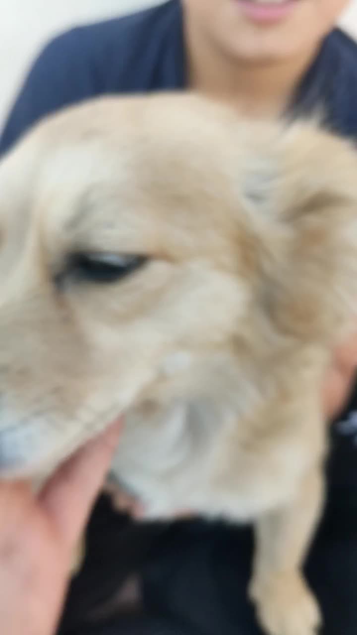 توله سگ باهوش شناسنامه دار|سگ|مشهد, انقلاب|دیوار