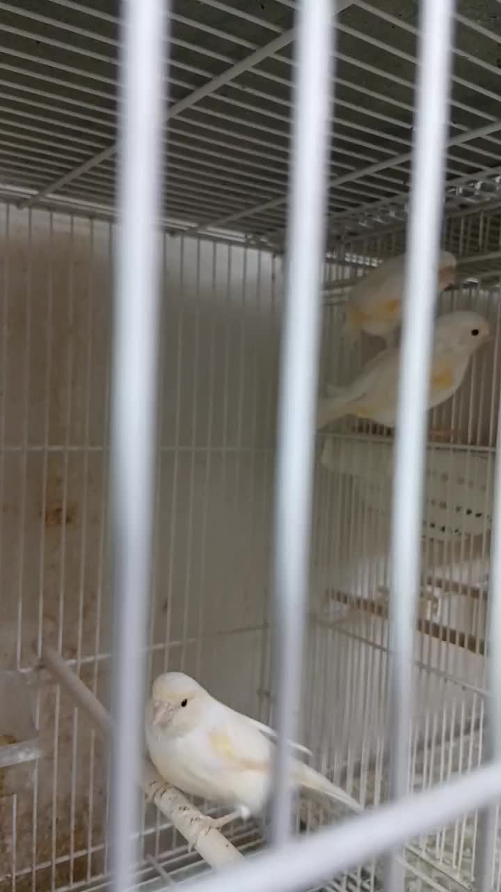 قناری ماده آماده|پرنده|قائمشهر, |دیوار