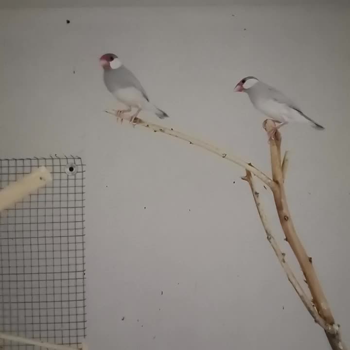 فنچ نرگسی بشرط مولد|پرنده|رامشیر, |دیوار