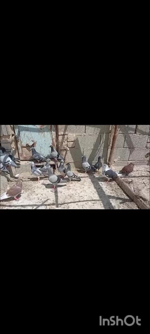 پلاکی|پرنده|کربال, |دیوار
