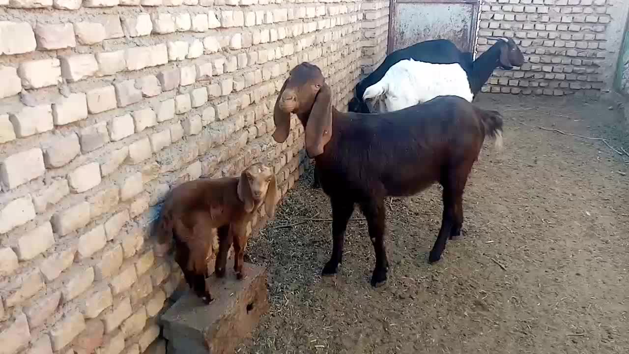 سه راس بز جوان زایده فروشی|حیوانات مزرعه|کاشمر, |دیوار