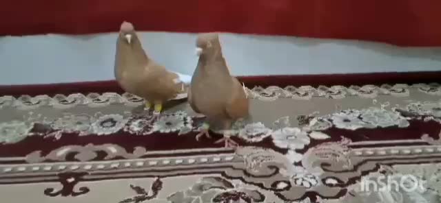 سلام یک جفت دم سفید|پرنده|رامشیر, |دیوار