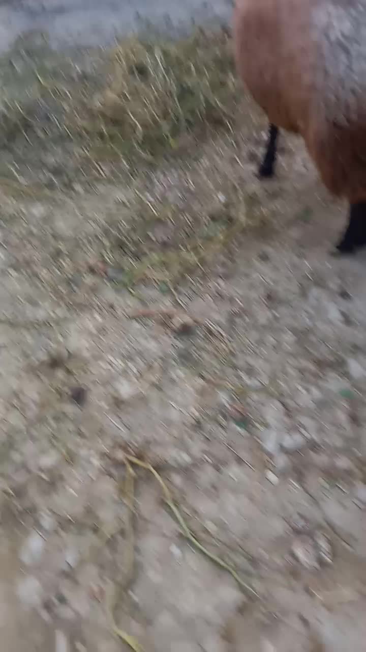 یک راس قوچ هترو دوساله نشده پلاک دار بفروش میرسد|حیوانات مزرعه|رزن, |دیوار