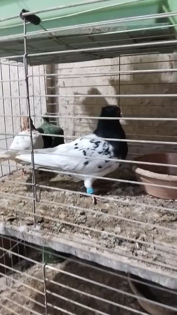 کله ای سیاه وزرد|پرنده|قم, شهر قائم|دیوار