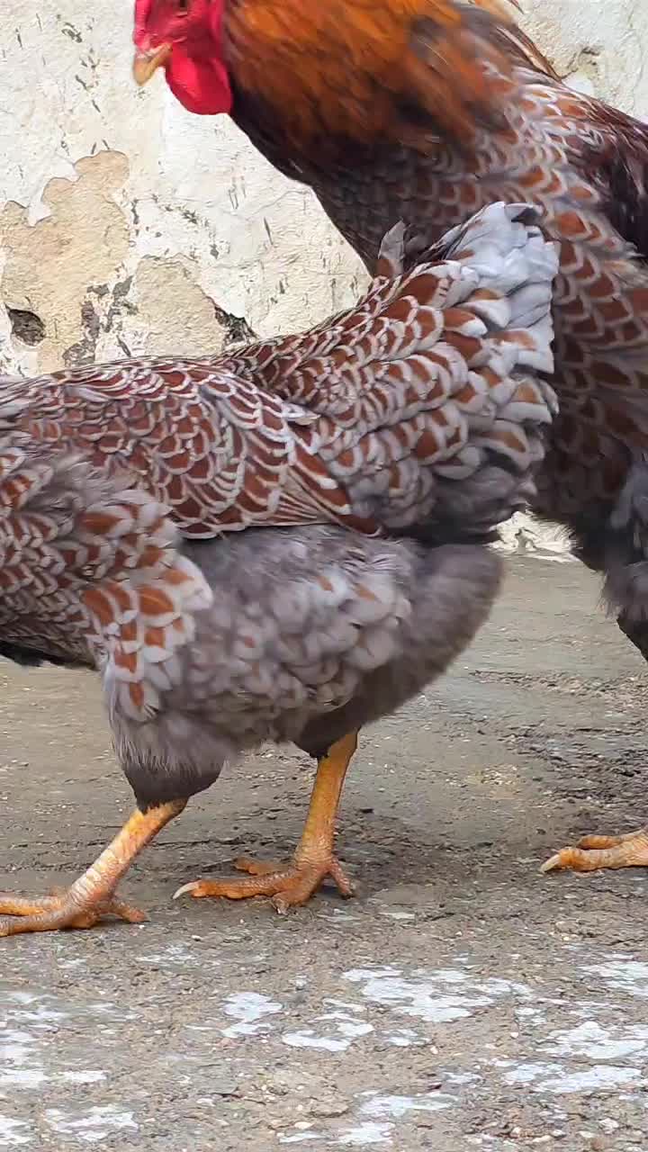 ویاندوت ویاندوت بلورد|حیوانات مزرعه|تهران, امام خمینی|دیوار