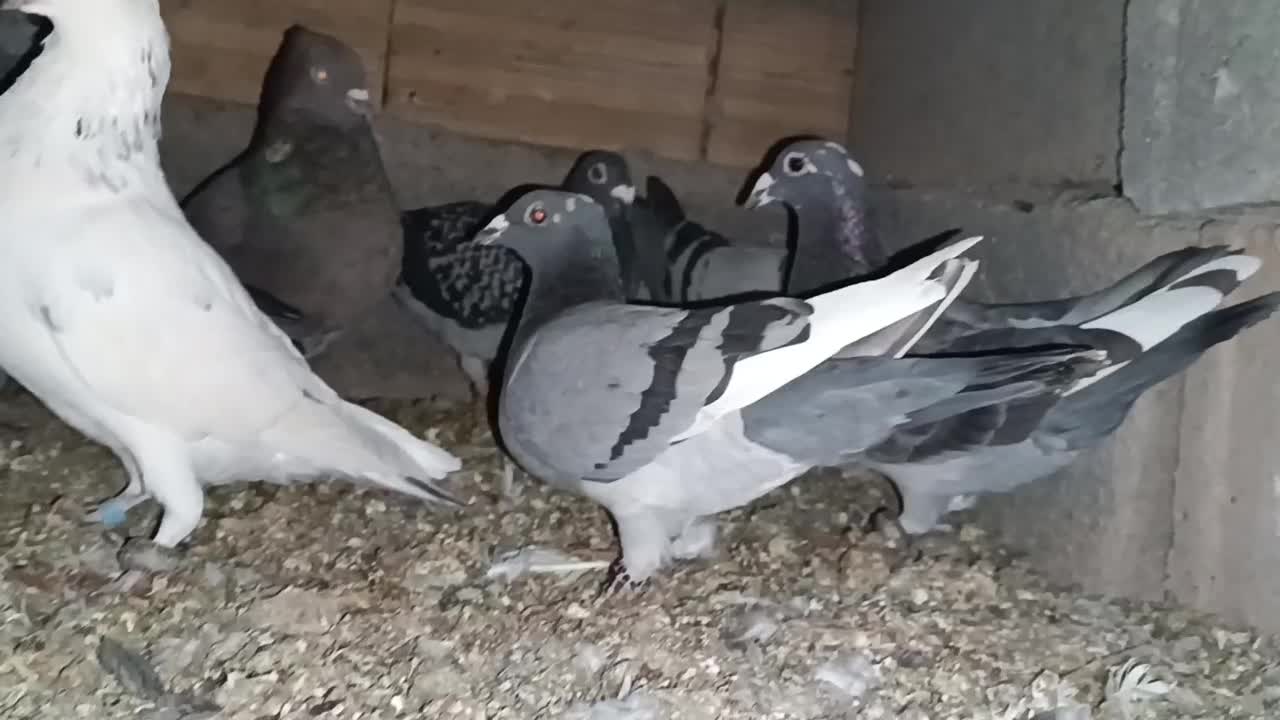 کفتر آلمانی|پرنده|زیرکوه, |دیوار