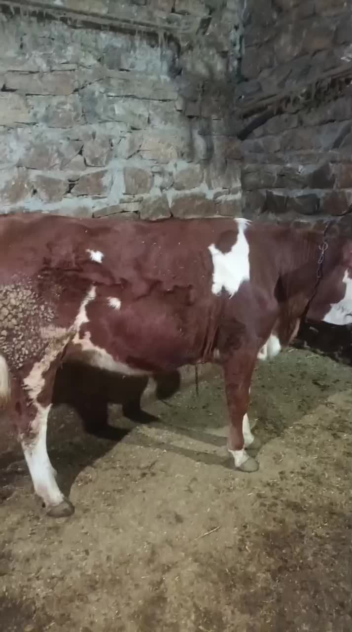 گوساله|حیوانات مزرعه|کلاترزان, |دیوار