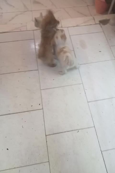 پامر روباهی ماده و دو تا توله نر|سگ|اندیشه, اندیشه فاز ۱|دیوار