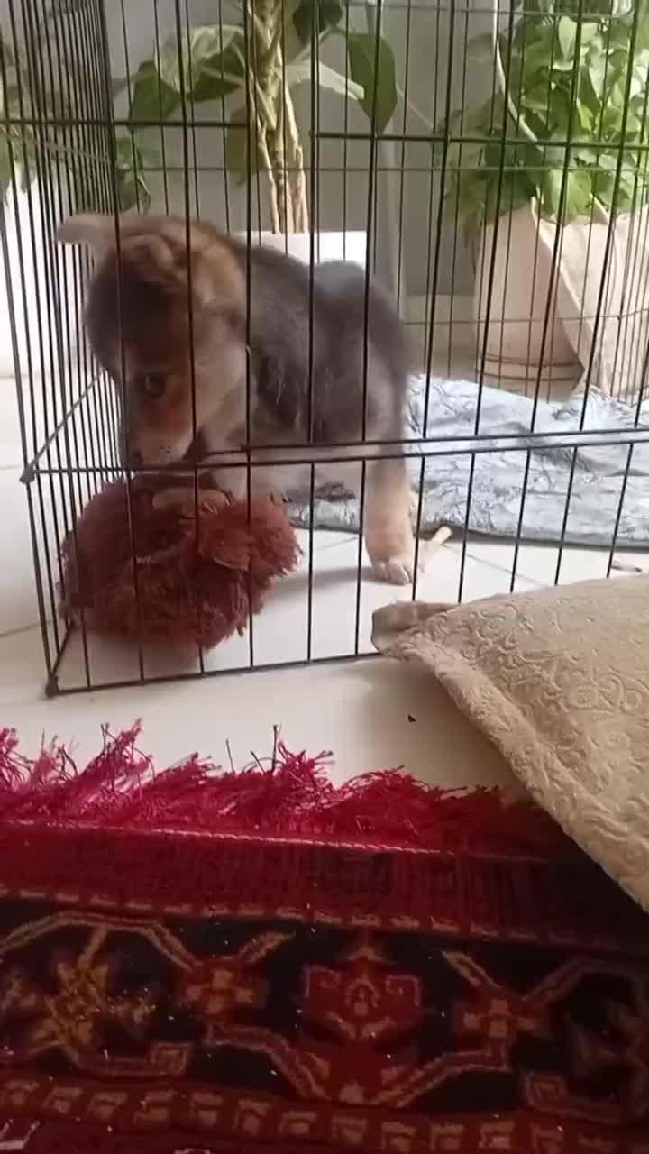 سگ هاسکی|سگ|گلبهار, شهر جدید گلبهار|دیوار