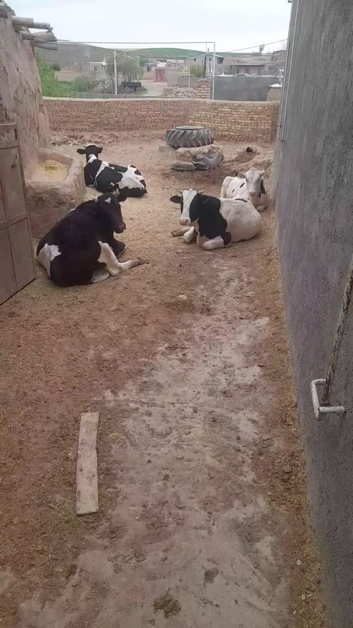 فروشی|حیوانات مزرعه|قیدار, |دیوار