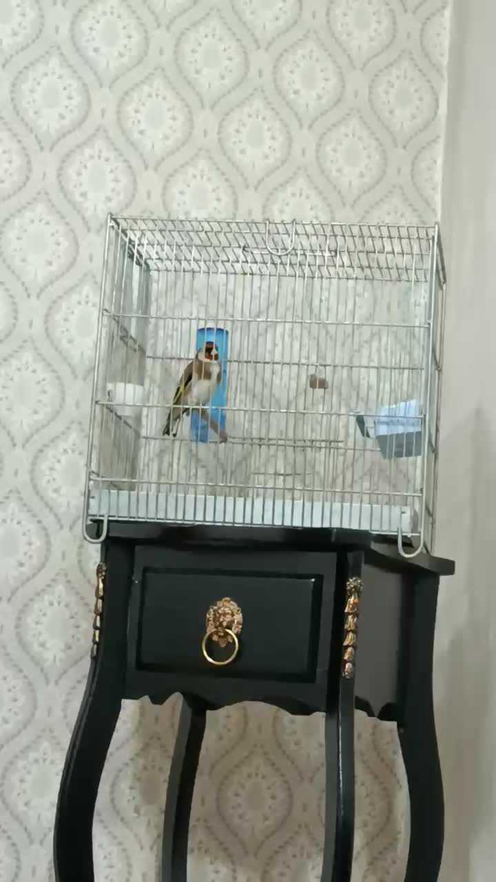 سهره|پرنده|محمدشهر, محمدشهر|دیوار