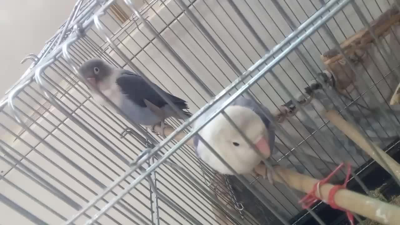 یک جفت کوتوله برزیلی ۶تخمه|پرنده|تهران, ارامنه|دیوار