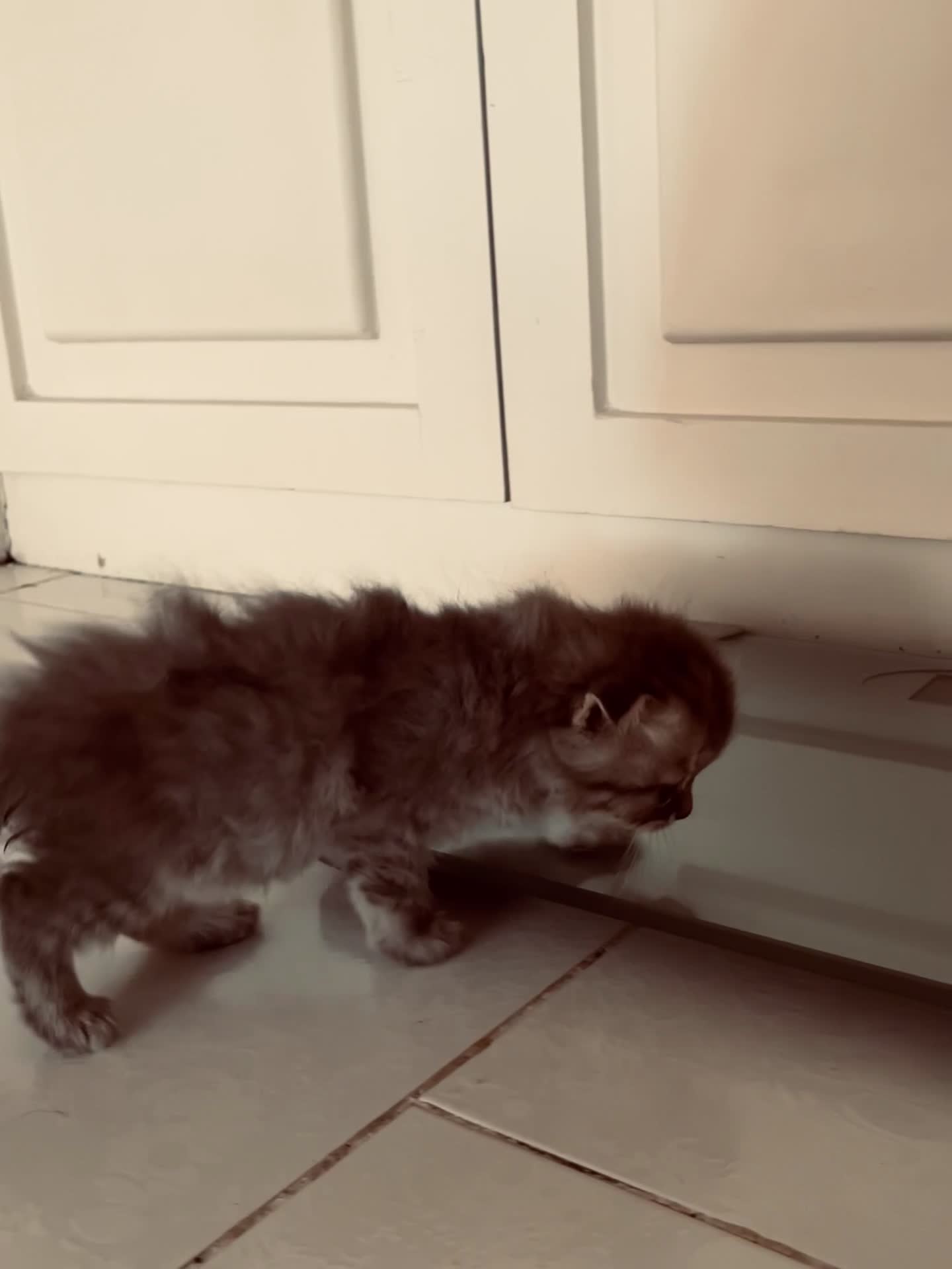 گربه|گربه|مشهد, هنرستان|دیوار