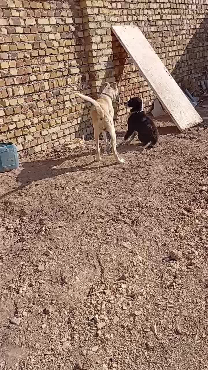 توله سرابی|سگ|دشتابی, |دیوار