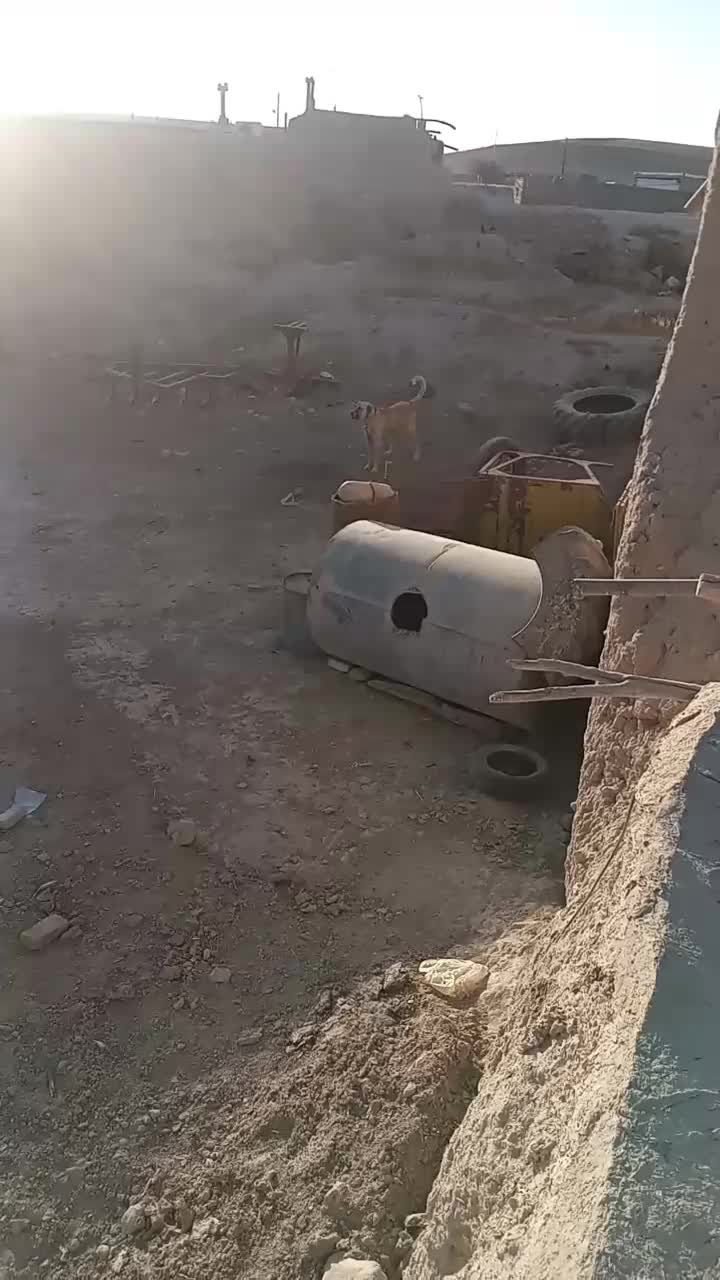 سگ سراب|سگ|پیشخور, |دیوار