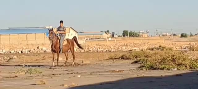 مادیون یسر وارداتی|اسب و تجهیزات اسبسواری|شوش, |دیوار