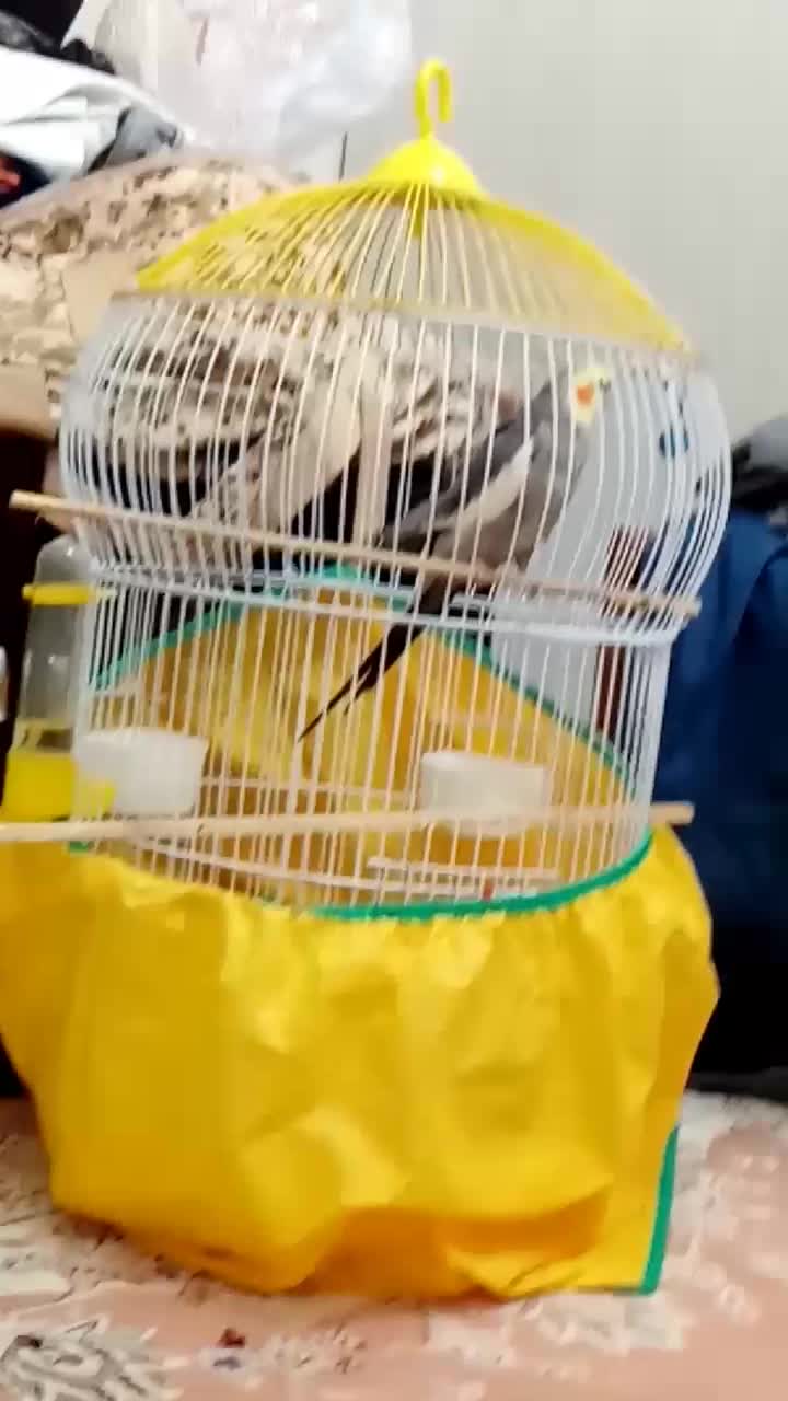 عروس هلندی مولد|پرنده|ملایر, |دیوار