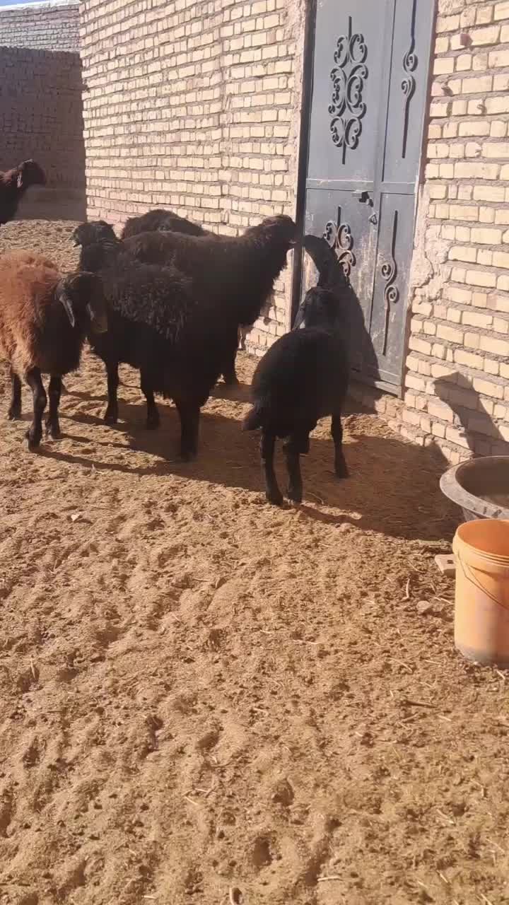 بره قوچ همو با کیفیت|حیوانات مزرعه|تربتحیدریه, مسجد جامع|دیوار