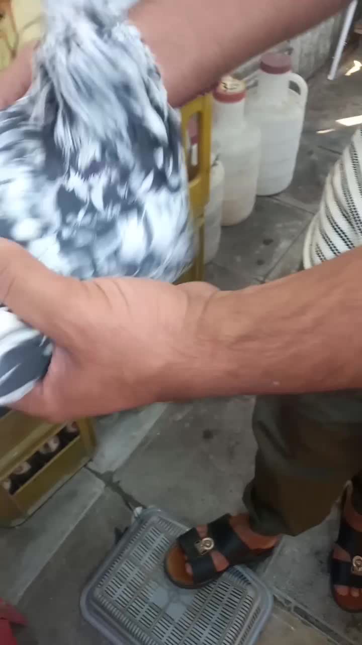 کبوتر|پرنده|اهواز, کیانشهر|دیوار