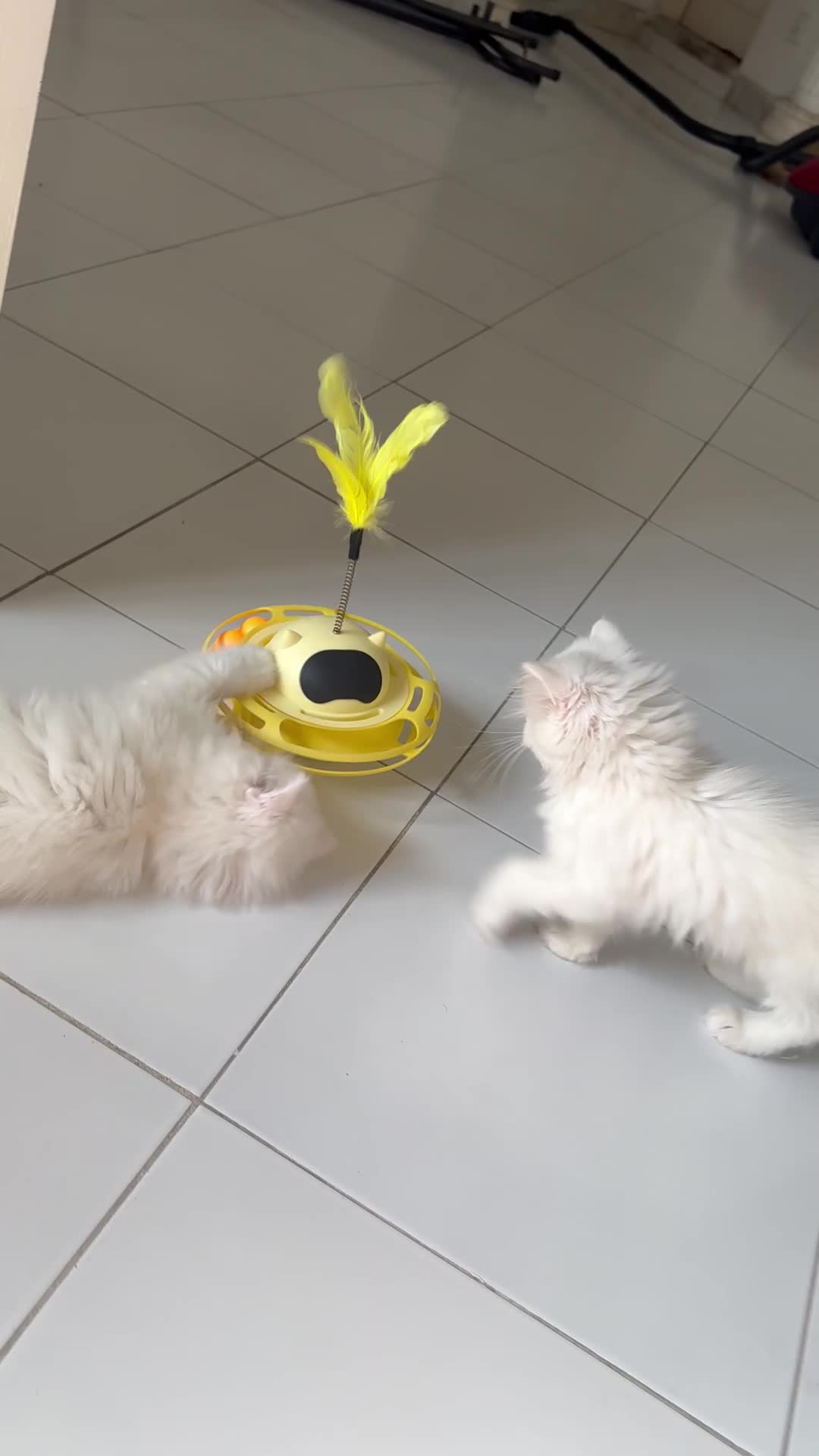 گربه نژاد پرشین سفید چین چیلا|گربه|تهران, سازمان برنامه جنوبی|دیوار