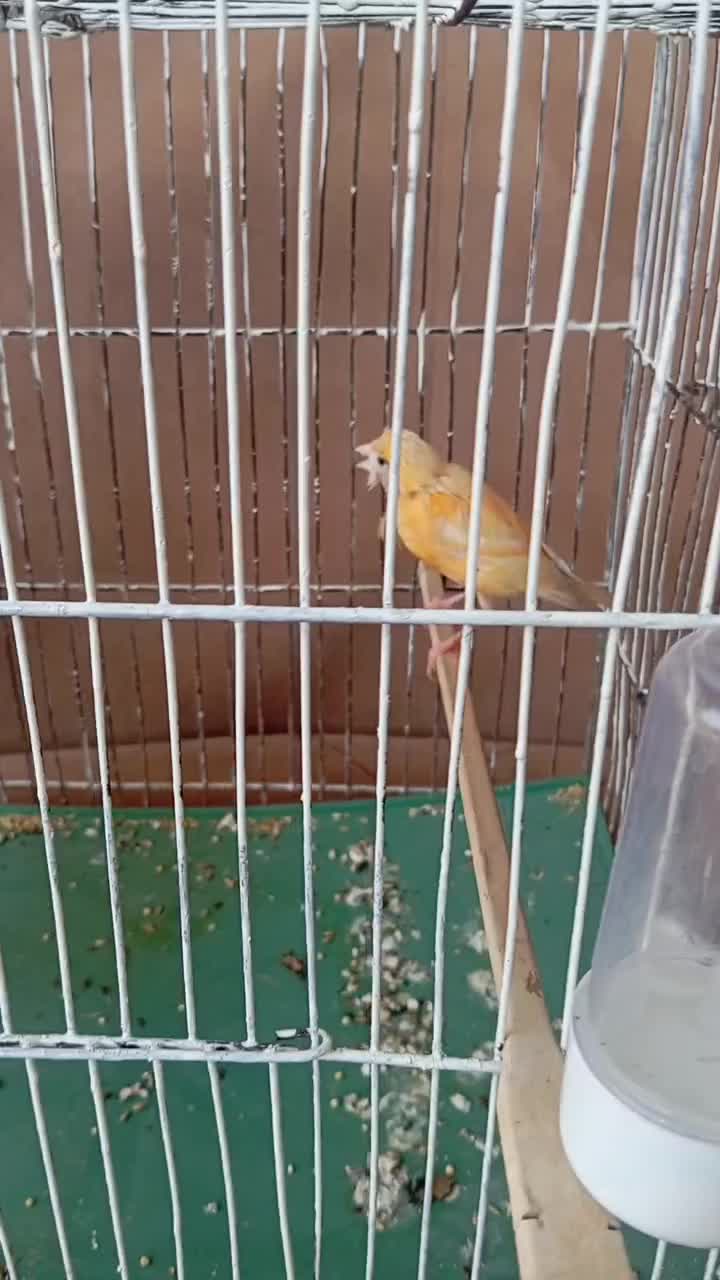 ماده قناری اماده|پرنده|باوی, |دیوار