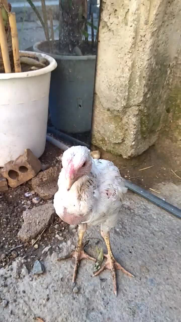 دوعدد جوجه لاری طوس|حیوانات مزرعه|گالیکش, |دیوار