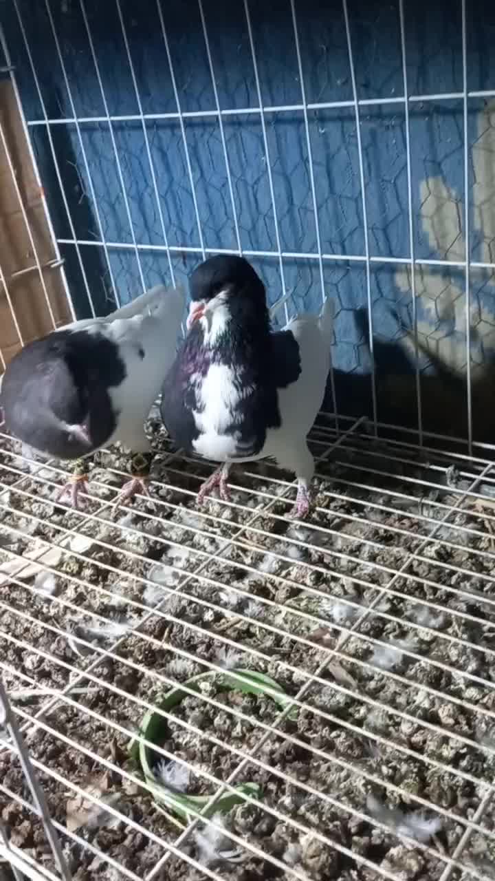 فروش  یجفت یالی با یه طوقی نر|پرنده|برازجان, |دیوار