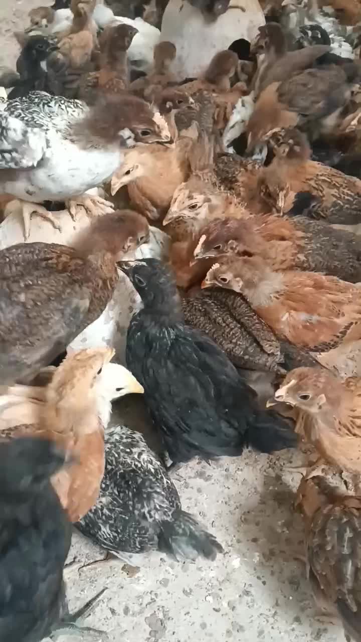 جوجه مرغ|حیوانات مزرعه|یزد, |دیوار