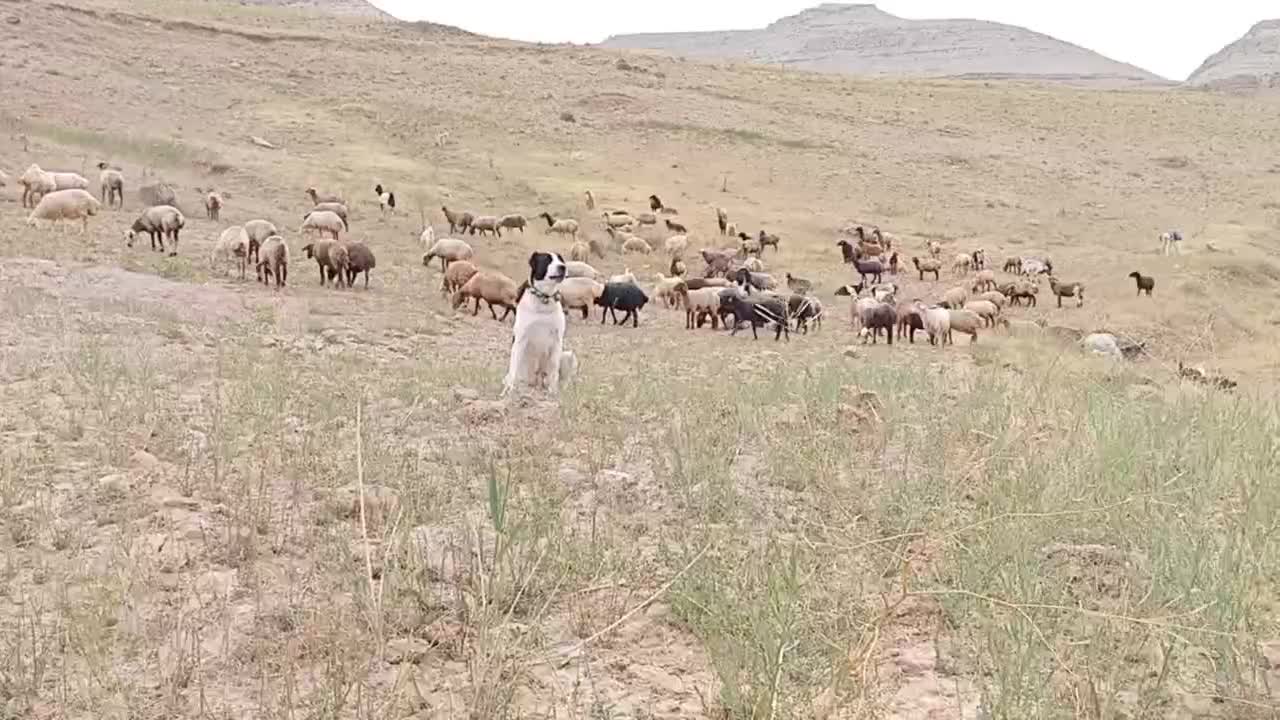 سگ ماده|سگ|بجنورد, |دیوار