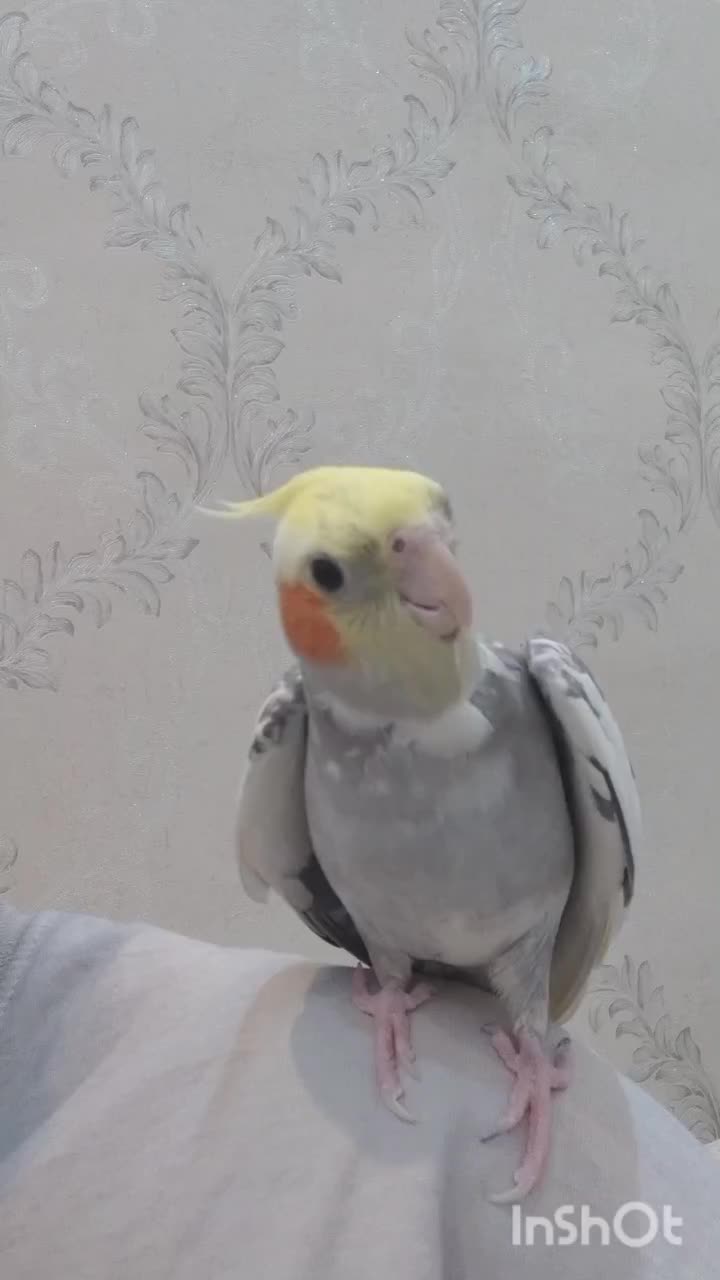 یک جفت عروس هلندی مولد با لوازم سخنگو|پرنده|قدس, شهرقدس|دیوار