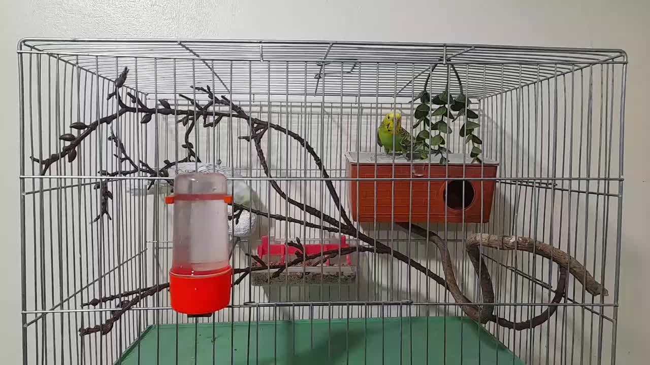 مرغ عشق رنگین کمانی و هلندی مولد تضمینی|پرنده|ارومیه, |دیوار