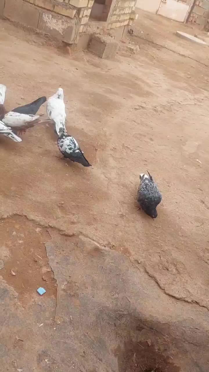 ۷عدد کبوتر|پرنده|شیروان (خراسان), |دیوار