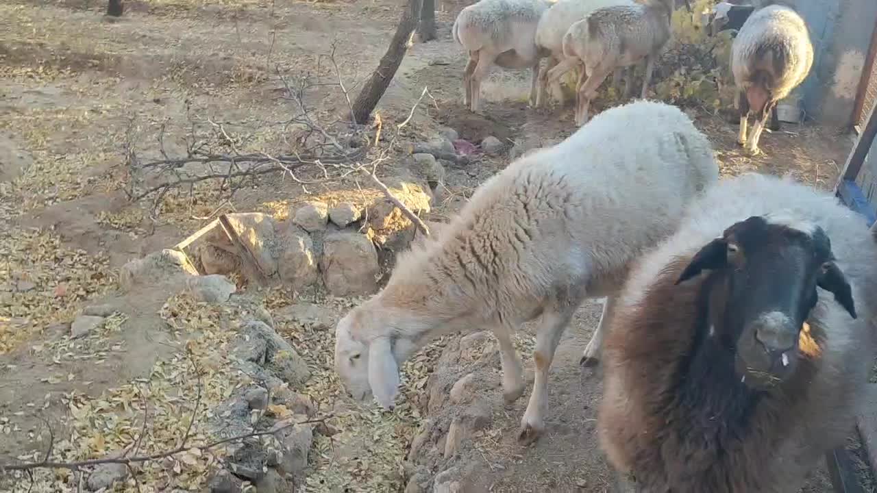 بره قوچ چینی|حیوانات مزرعه|زیرکوه, |دیوار