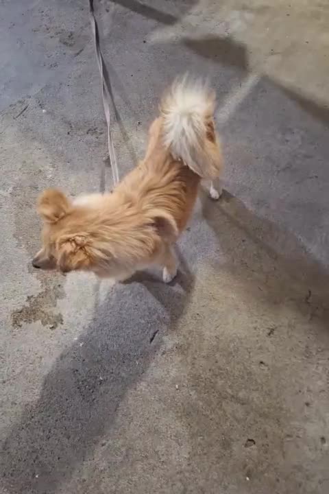 سگ شیتزو روباهی|سگ|بندر ماهشهر, |دیوار