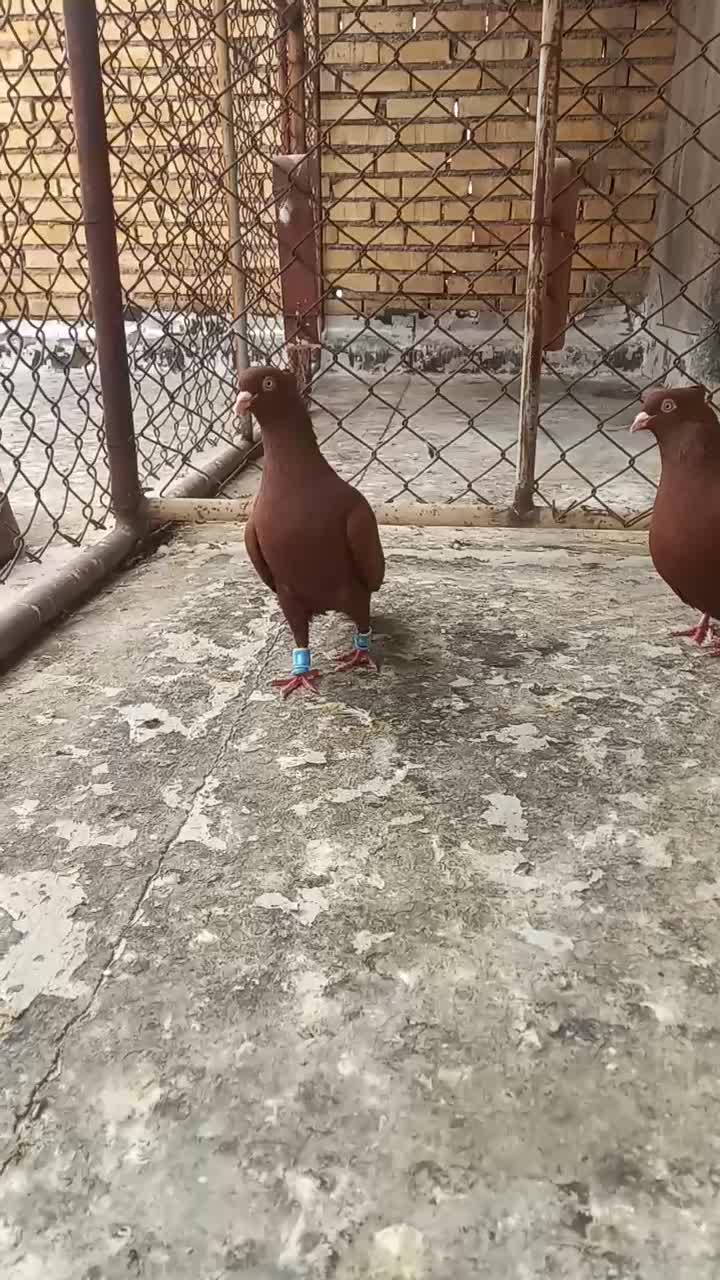 شازده سیاه|پرنده|تهران, بازار|دیوار