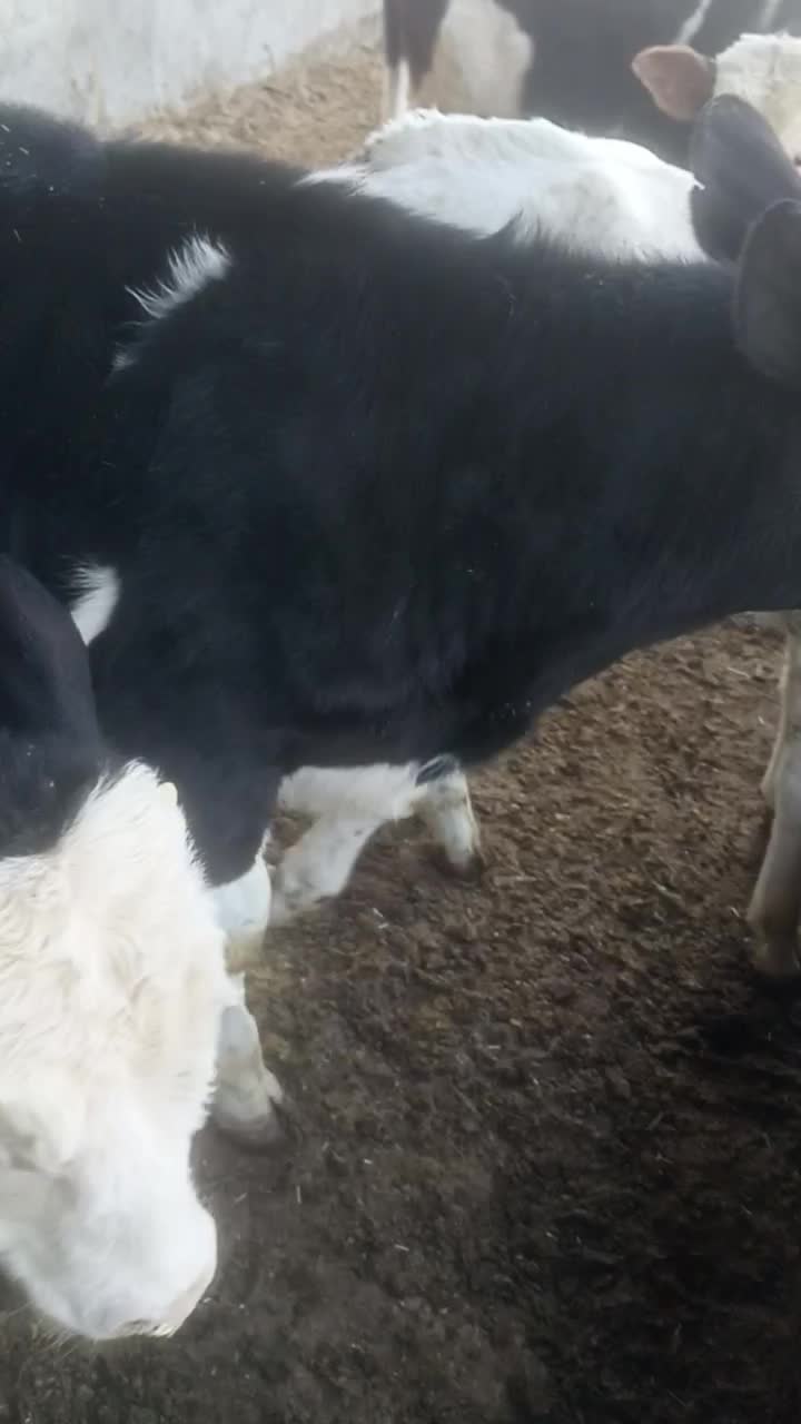 گوساله لاغرجهت پروار سیمینتال|حیوانات مزرعه|جعفرآباد, |دیوار