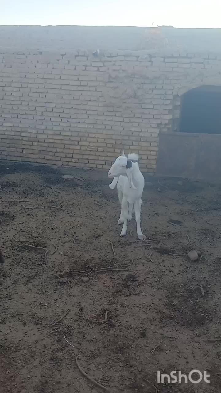 گیسه|حیوانات مزرعه|رفسنجان, |دیوار