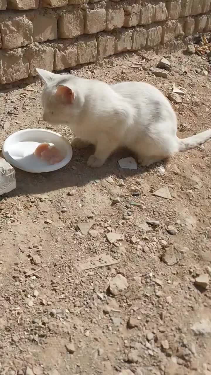 گربه سفید گمشده ما پیداش کردیم|گربه|اصفهان, کشاورزی|دیوار
