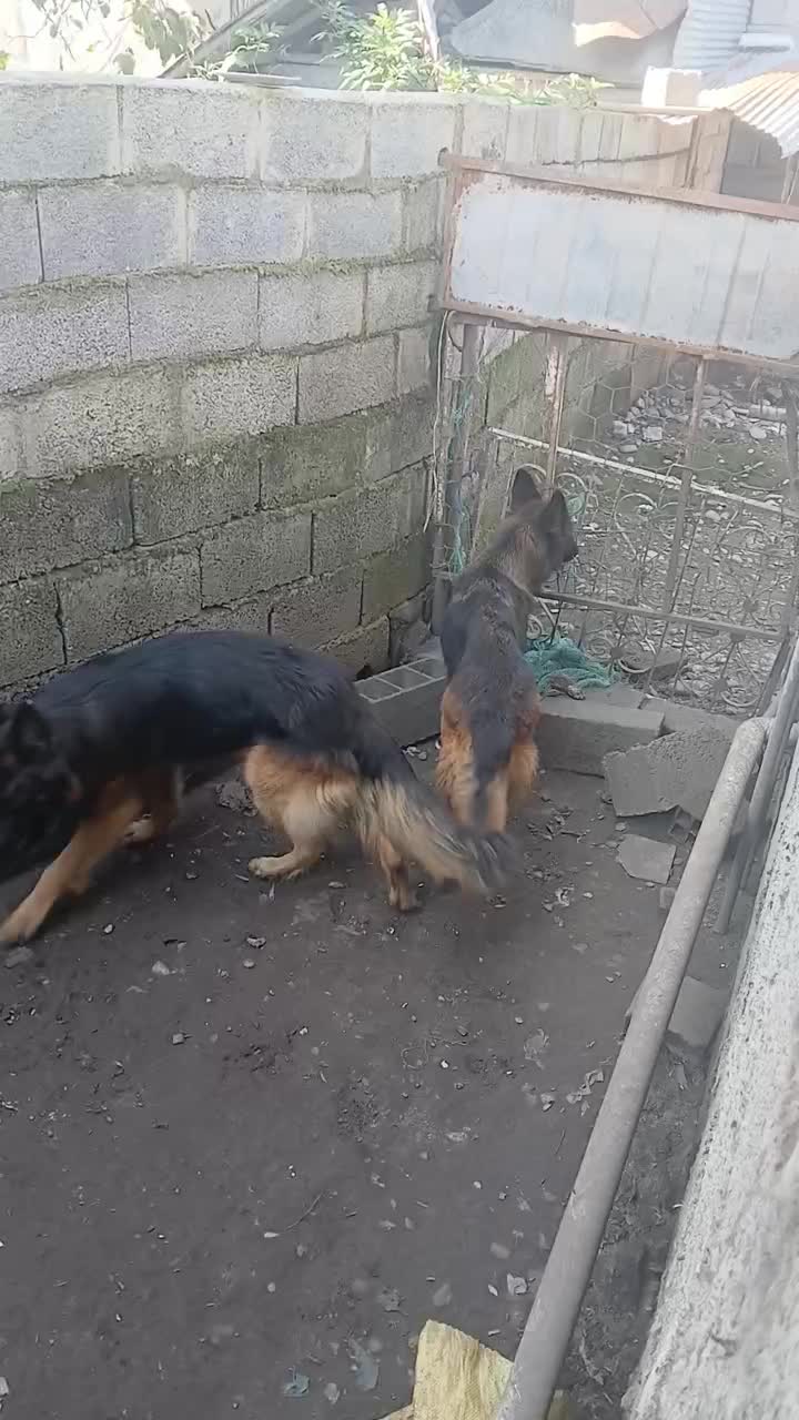 ژرمن شولاین مولد جفت نروماده اصیل،|سگ|آستانه اشرفیه, |دیوار